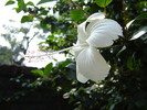 Thumbnail Bangladeshi Flower,White Joba